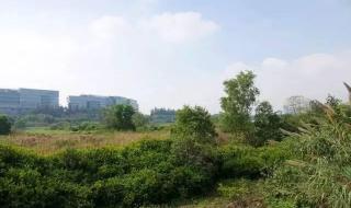 深圳华侨城湿地公园