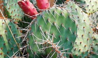 火龙果是仙人掌的果实